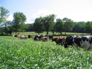 Dairy cows grazing on brown midrib sorghum sudangrass (BMR SS)
