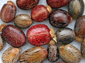 The intricately mottled seeds have a spongy caruncle at one end.